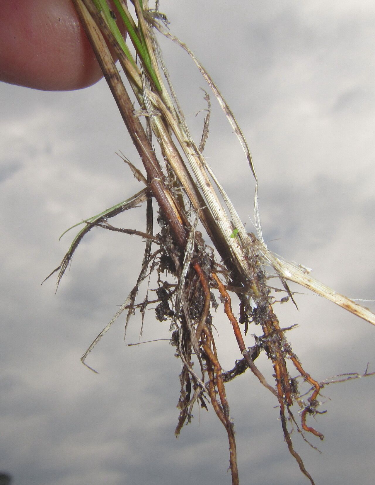 Rhynchospora perrieri bark