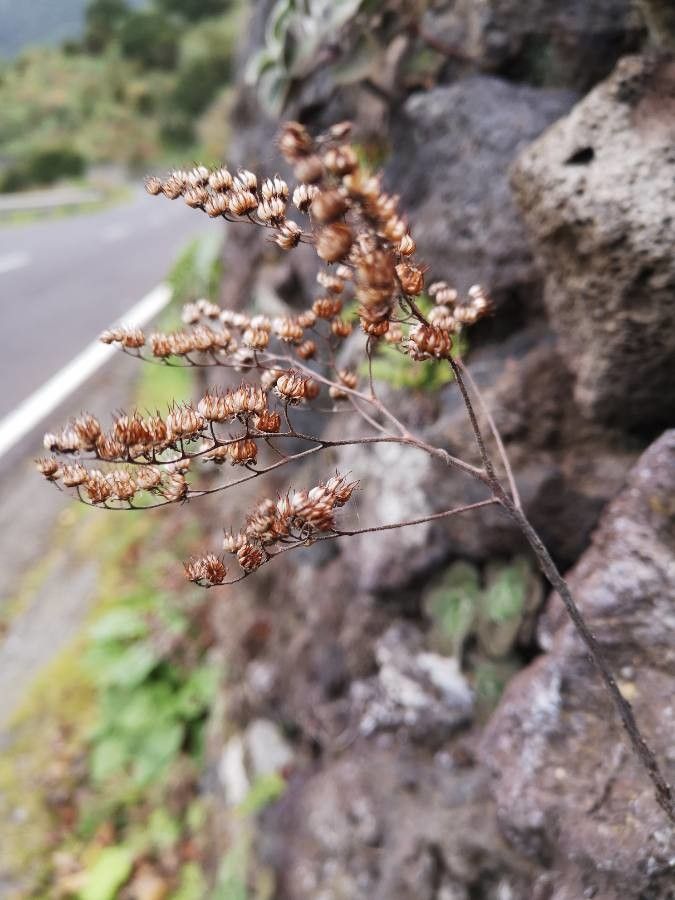 Aichryson laxum fruit