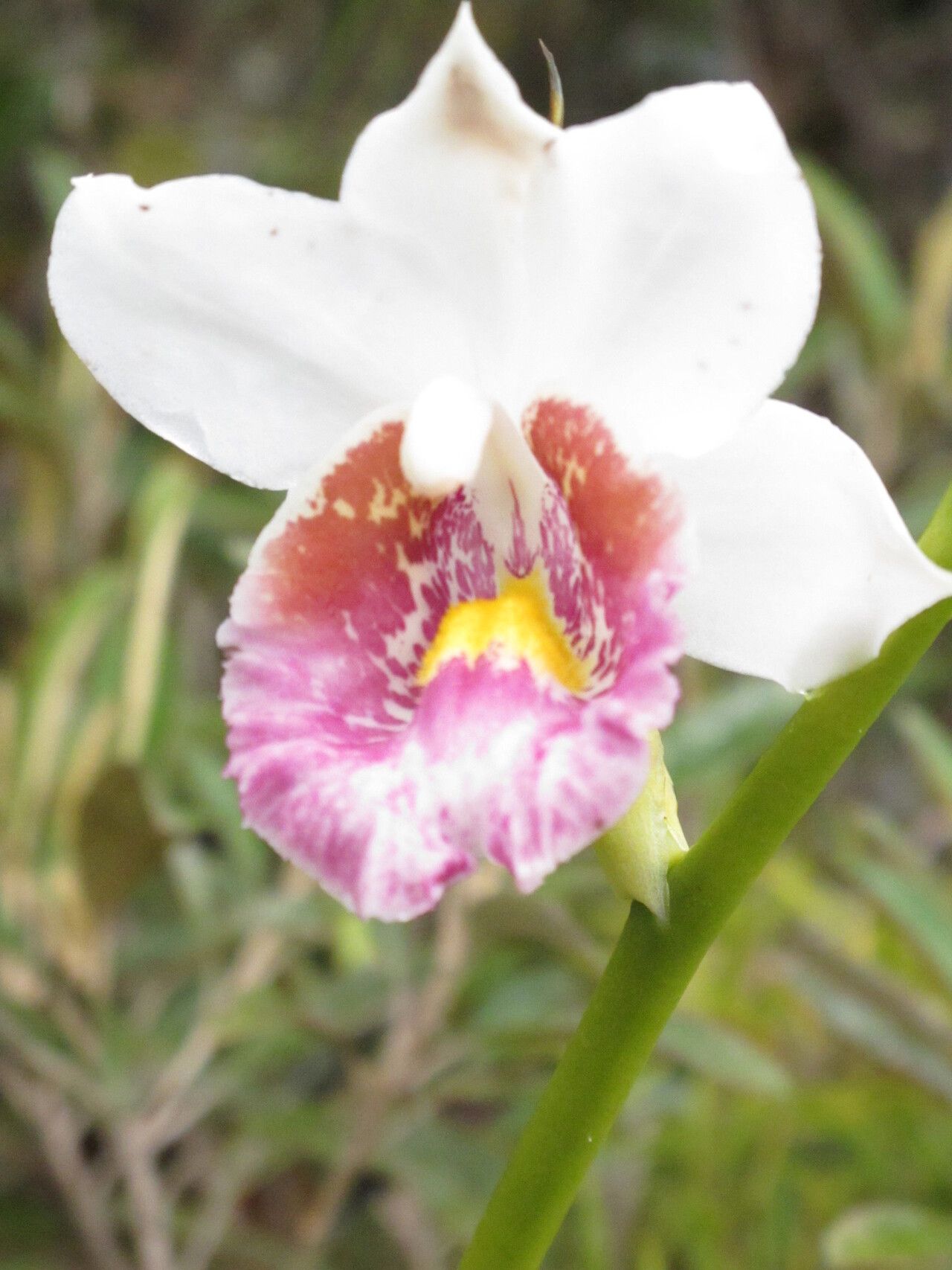 Calanthe decora — related species from the same genus