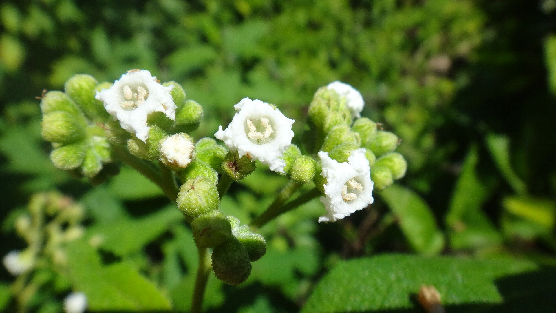 Varronia nesophila flower