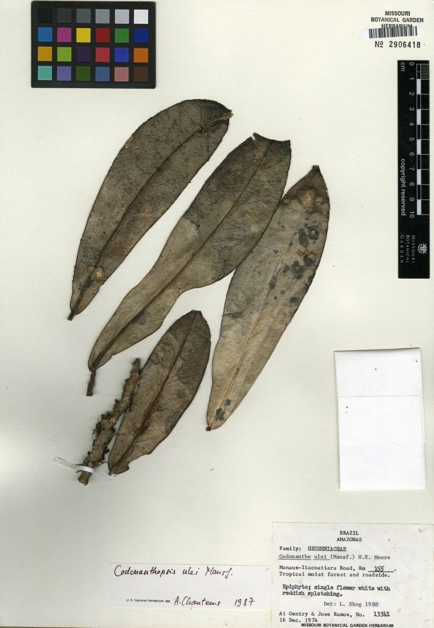 Codonanthopsis ulei — houseplant care guide