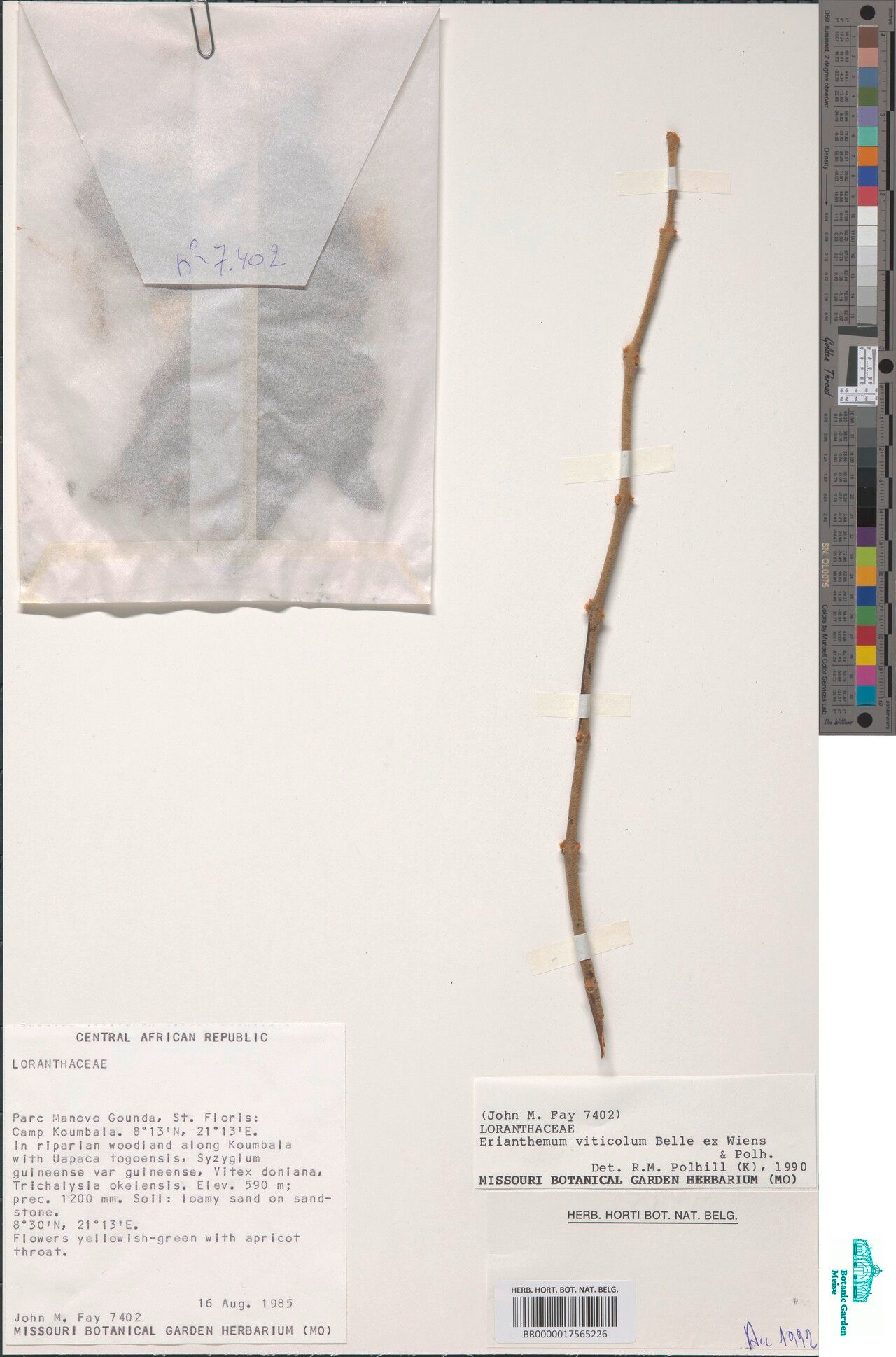 Erianthemum viticola — related species from the same genus