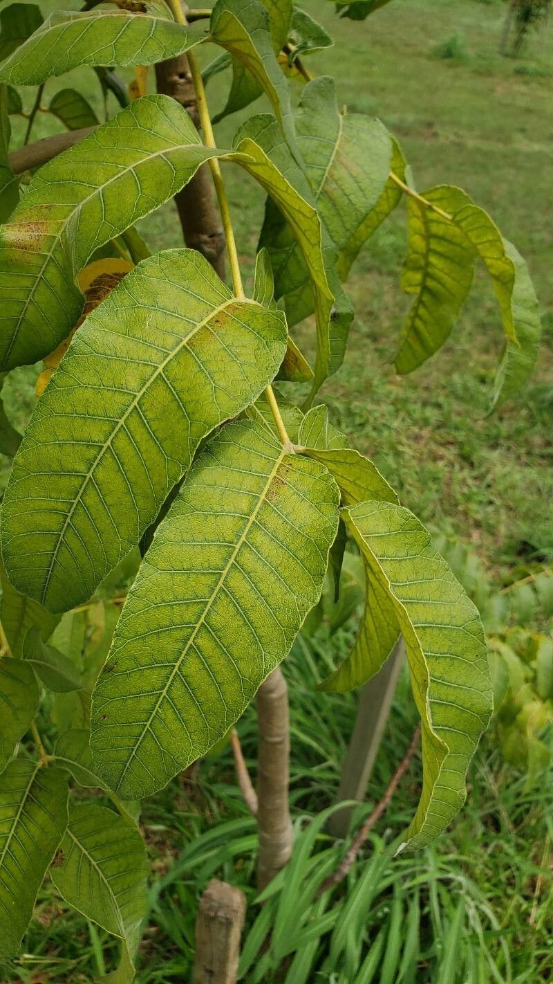Astronium fraxinifolium — related species from the same genus