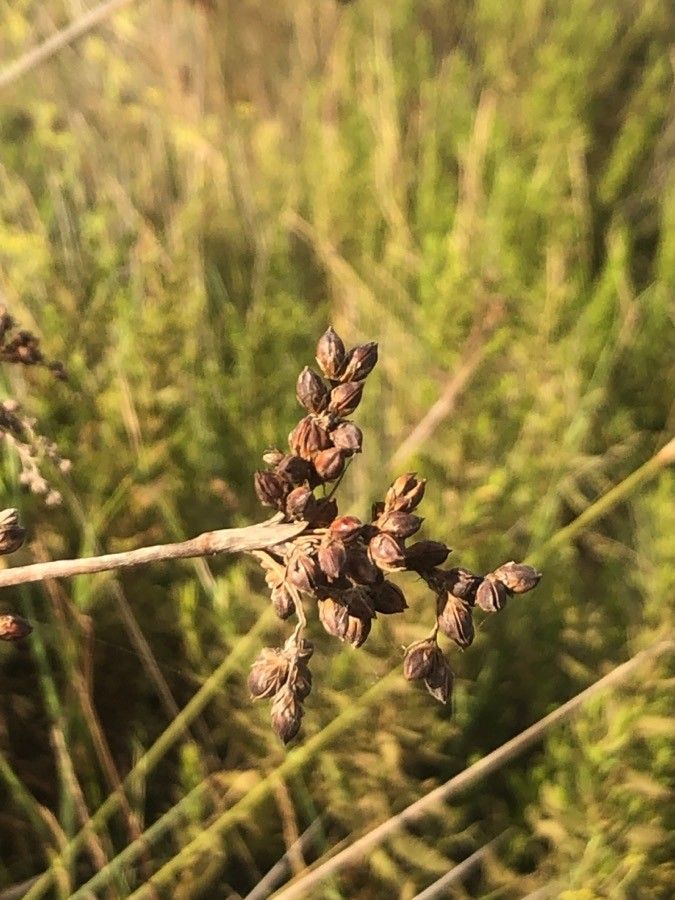 Juncus capitatus fruit