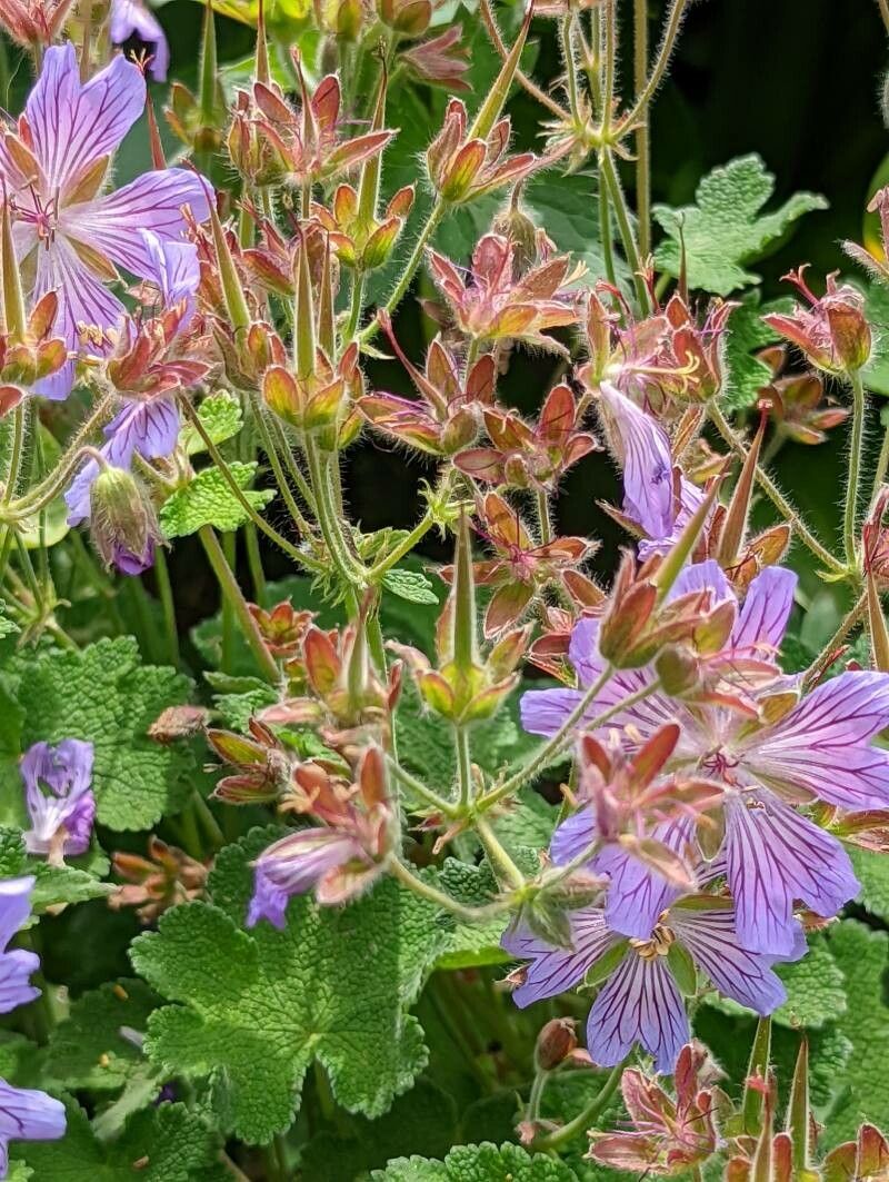 Geranium renardii flower