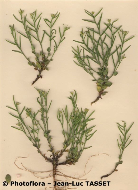 Arabis parvula habit