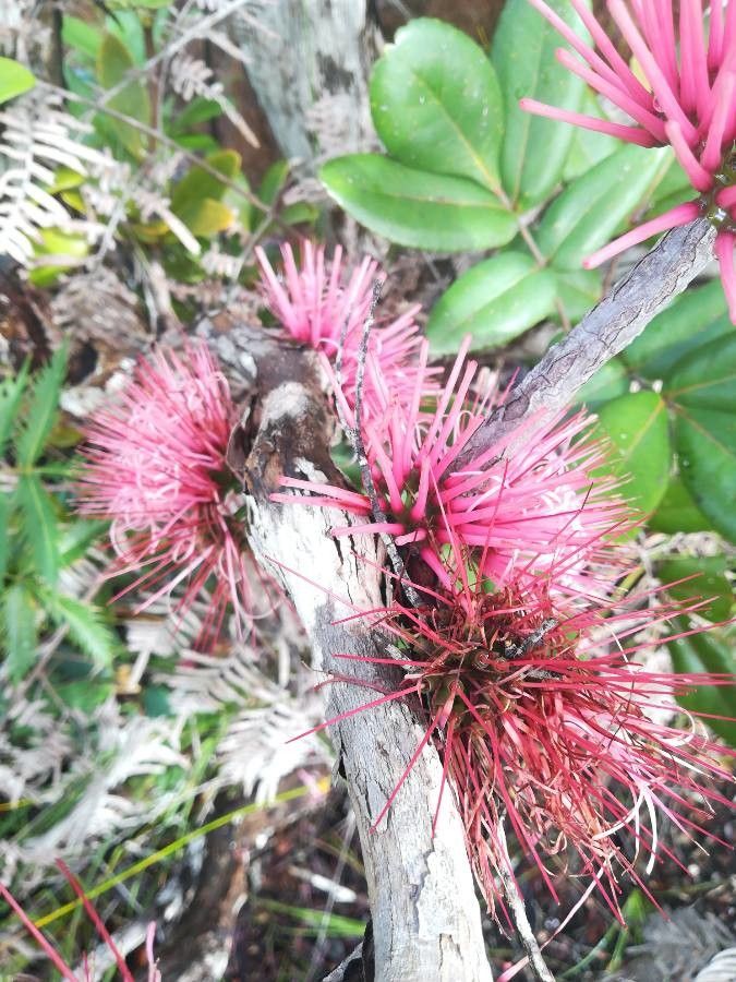 Amyema scandens flower