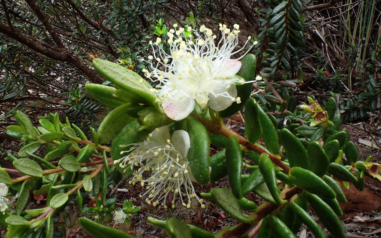 Myrtastrum rufopunctatum flower