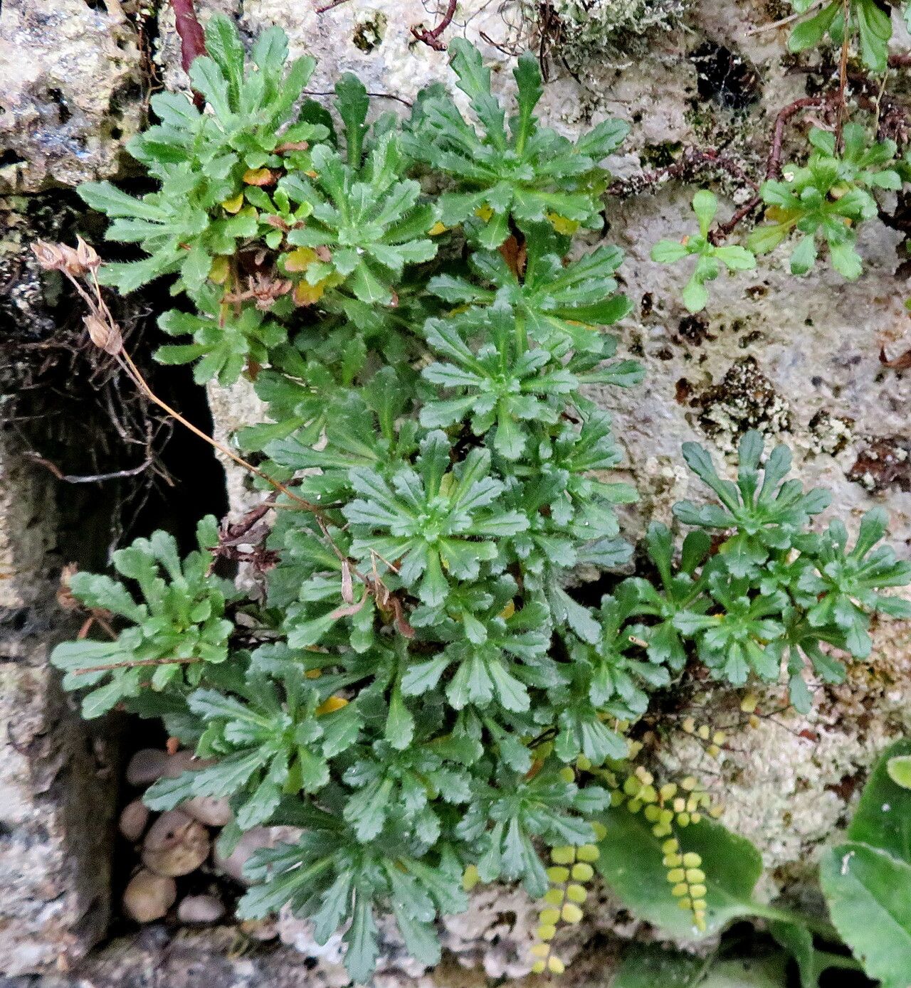 Buphthalmum speciosissimum — related species from the same genus