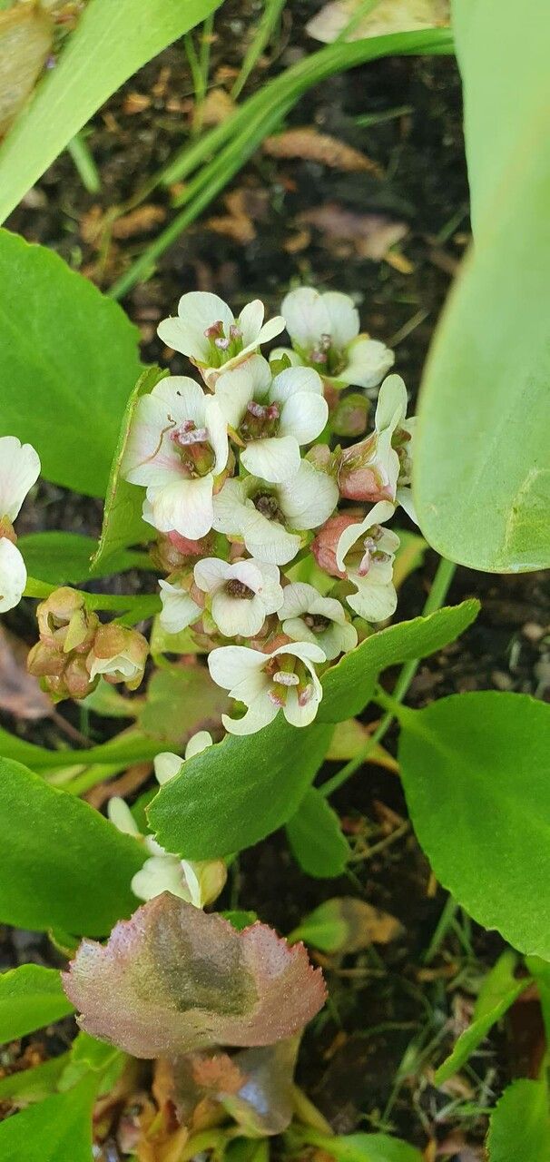 Bergenia stracheyi flower