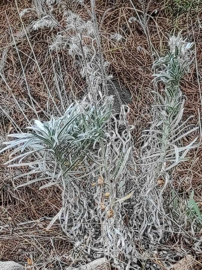 Pseudognaphalium microcephalum other