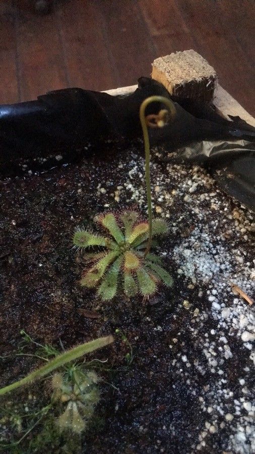Drosera dielsiana — search result for 'Drosera'