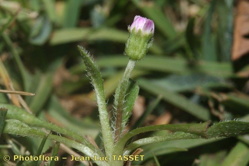 Bellium nivale other
