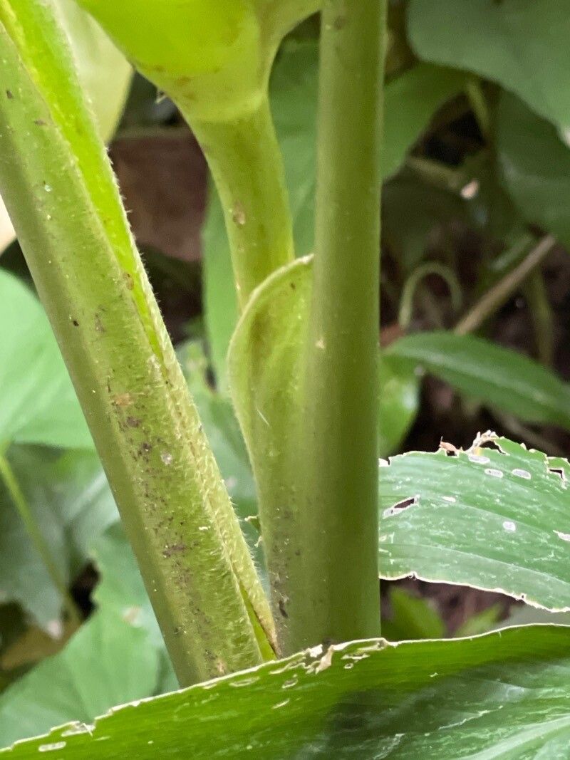 Goeppertia cylindrica bark