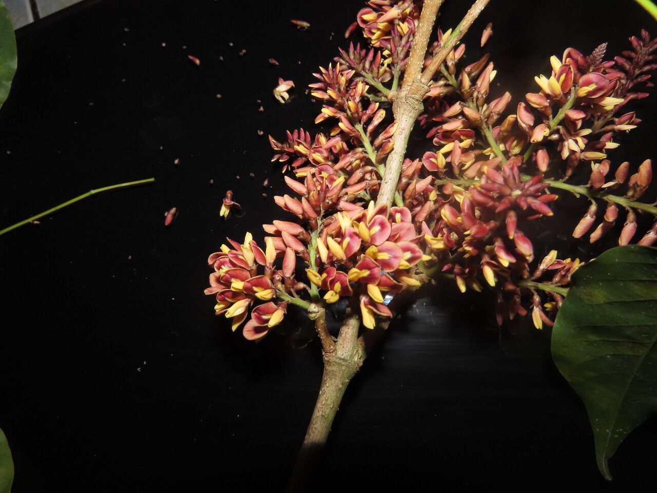 Platymiscium parviflorum flower