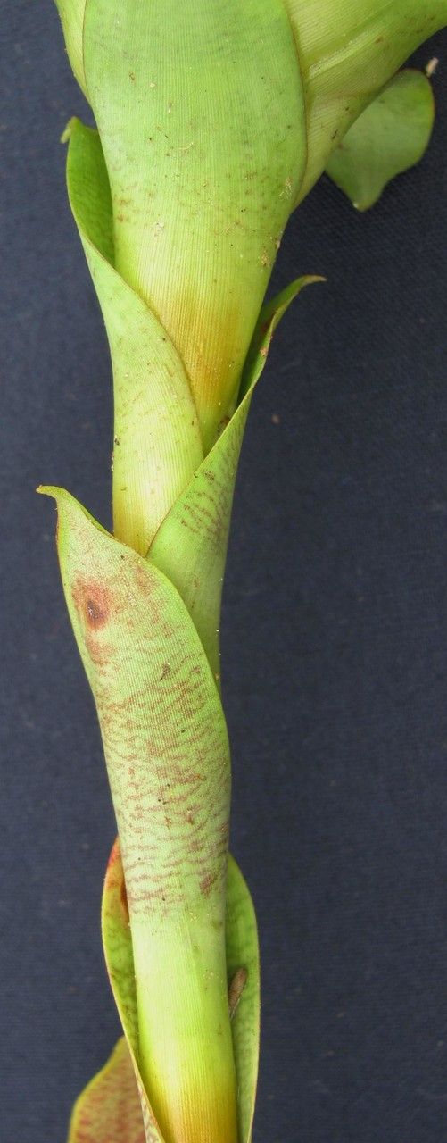 Werauhia hygrometrica fruit