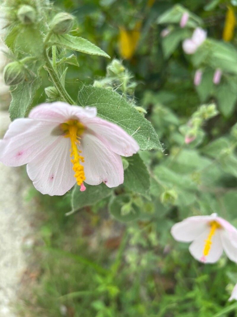 Kosteletzkya pentacarpos flower