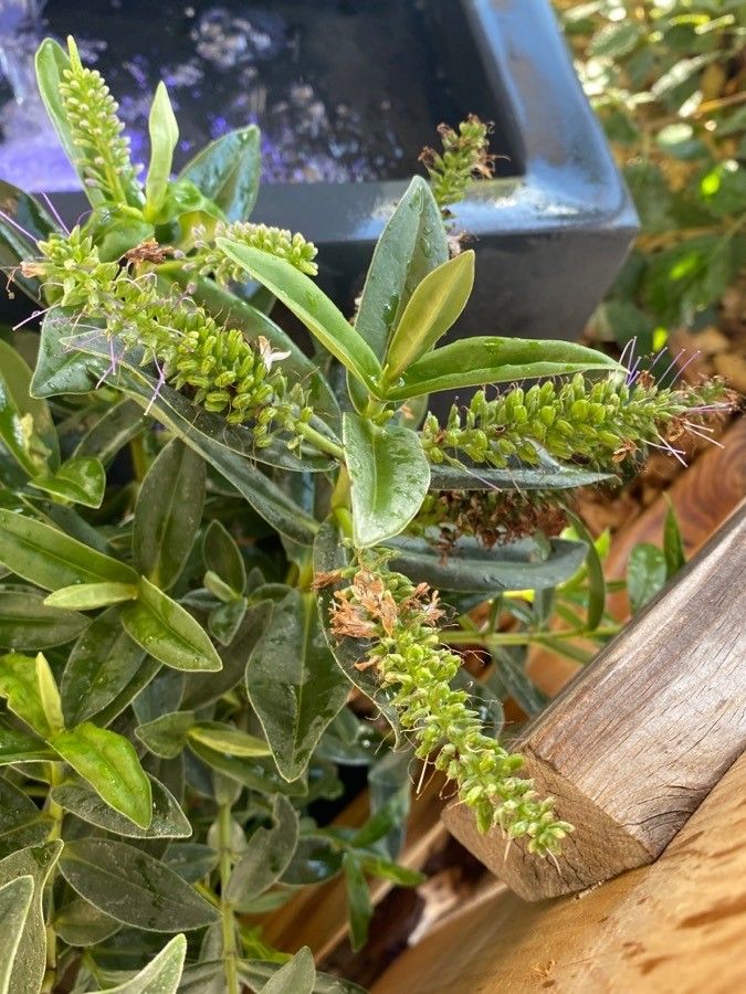 Hebe salicifolia fruit