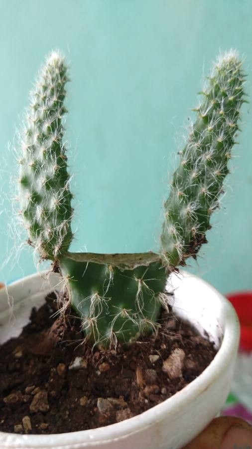 Opuntia orbiculata bark