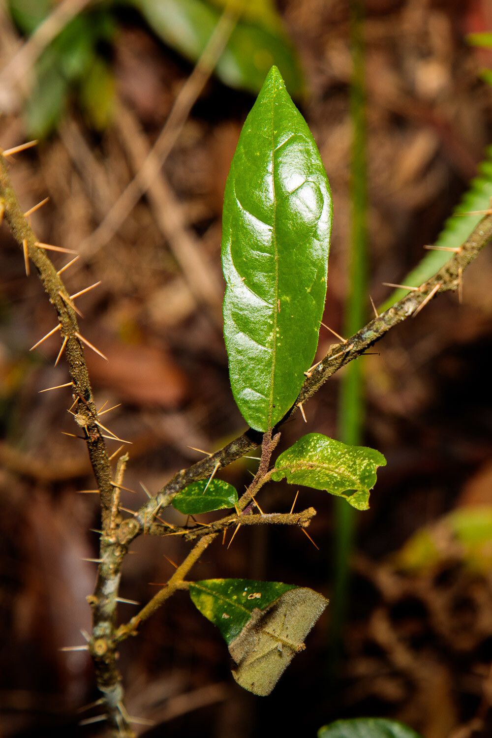 Solanum shirleyanum — houseplant care guide