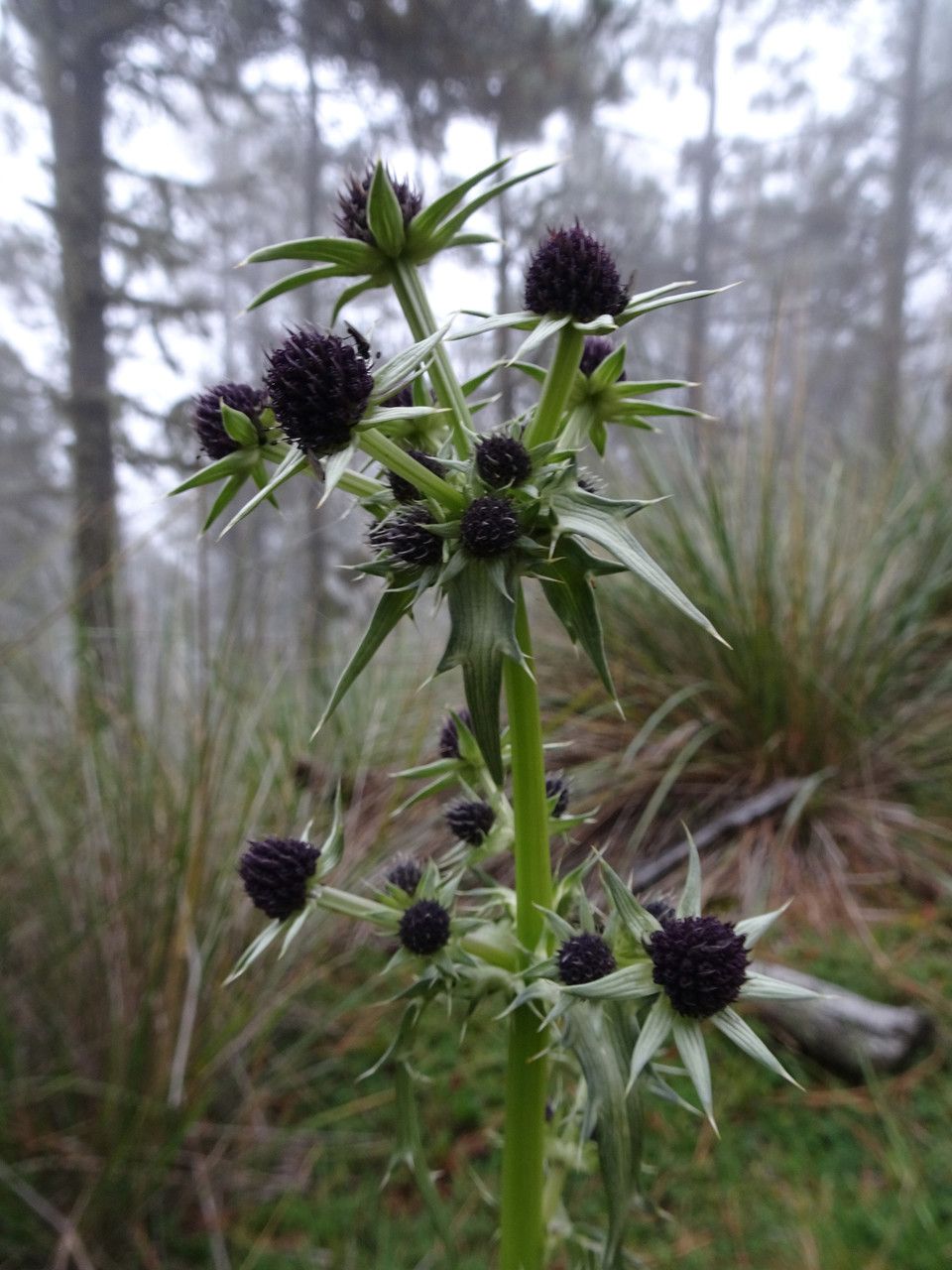 Eryngium deppeanum flower