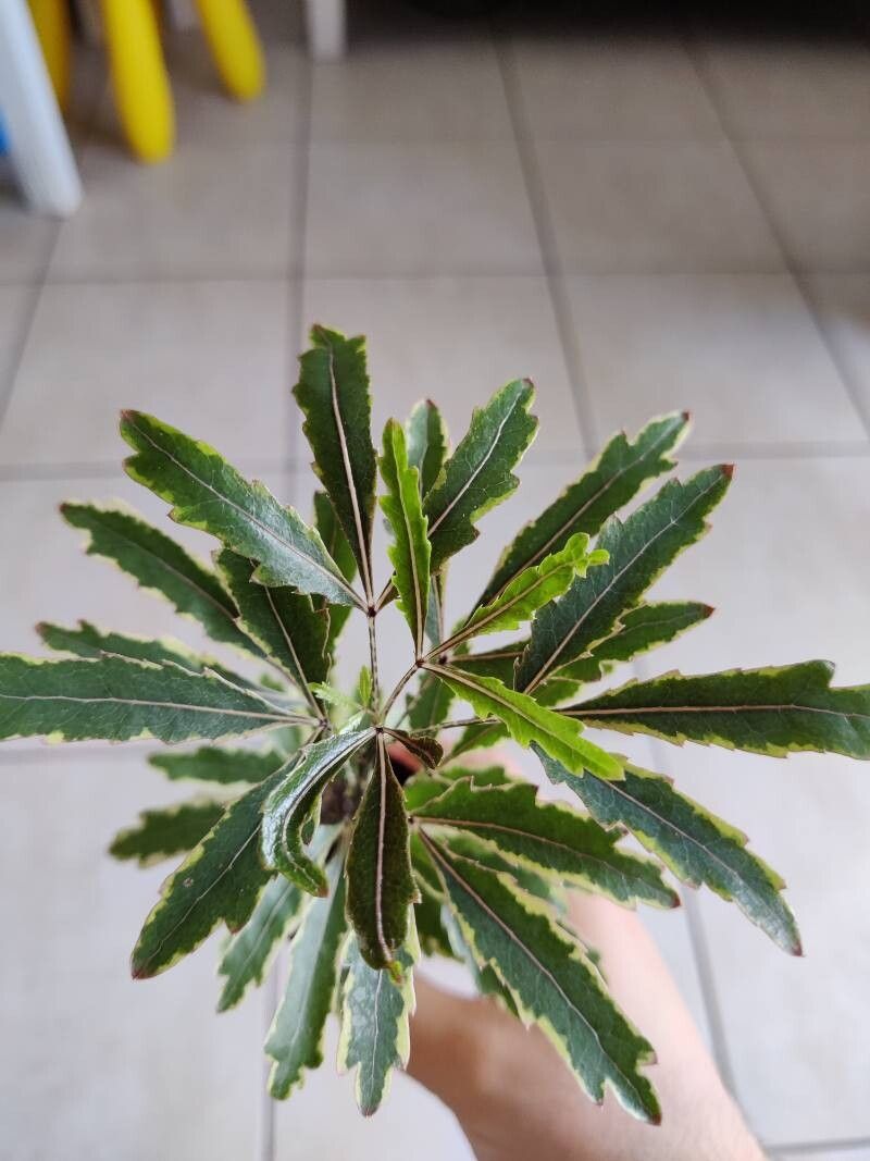 Raukaua simplex — related species from the same genus