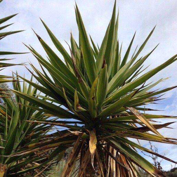 Yucca guatemalensis other