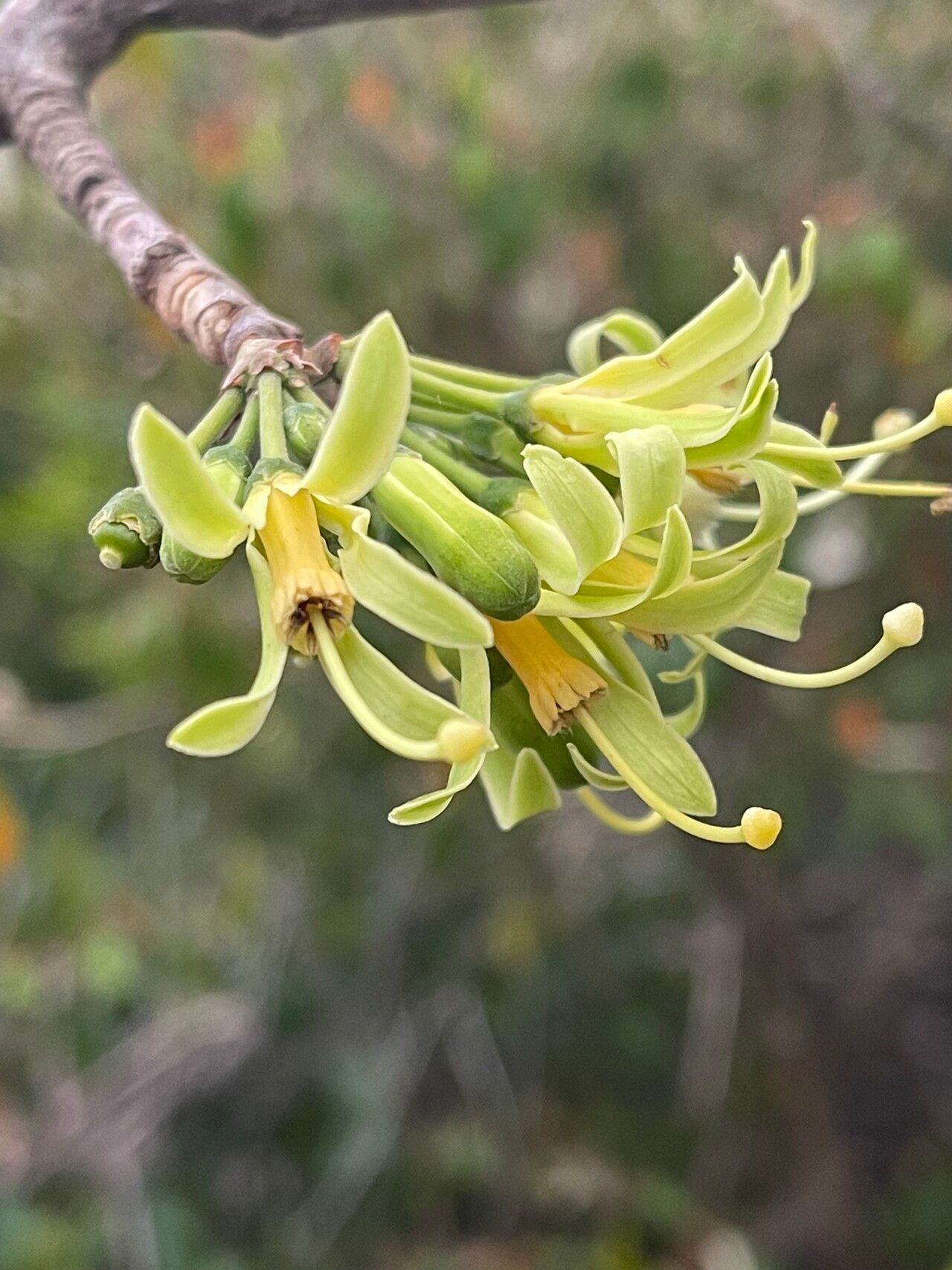 Turraea nilotica flower