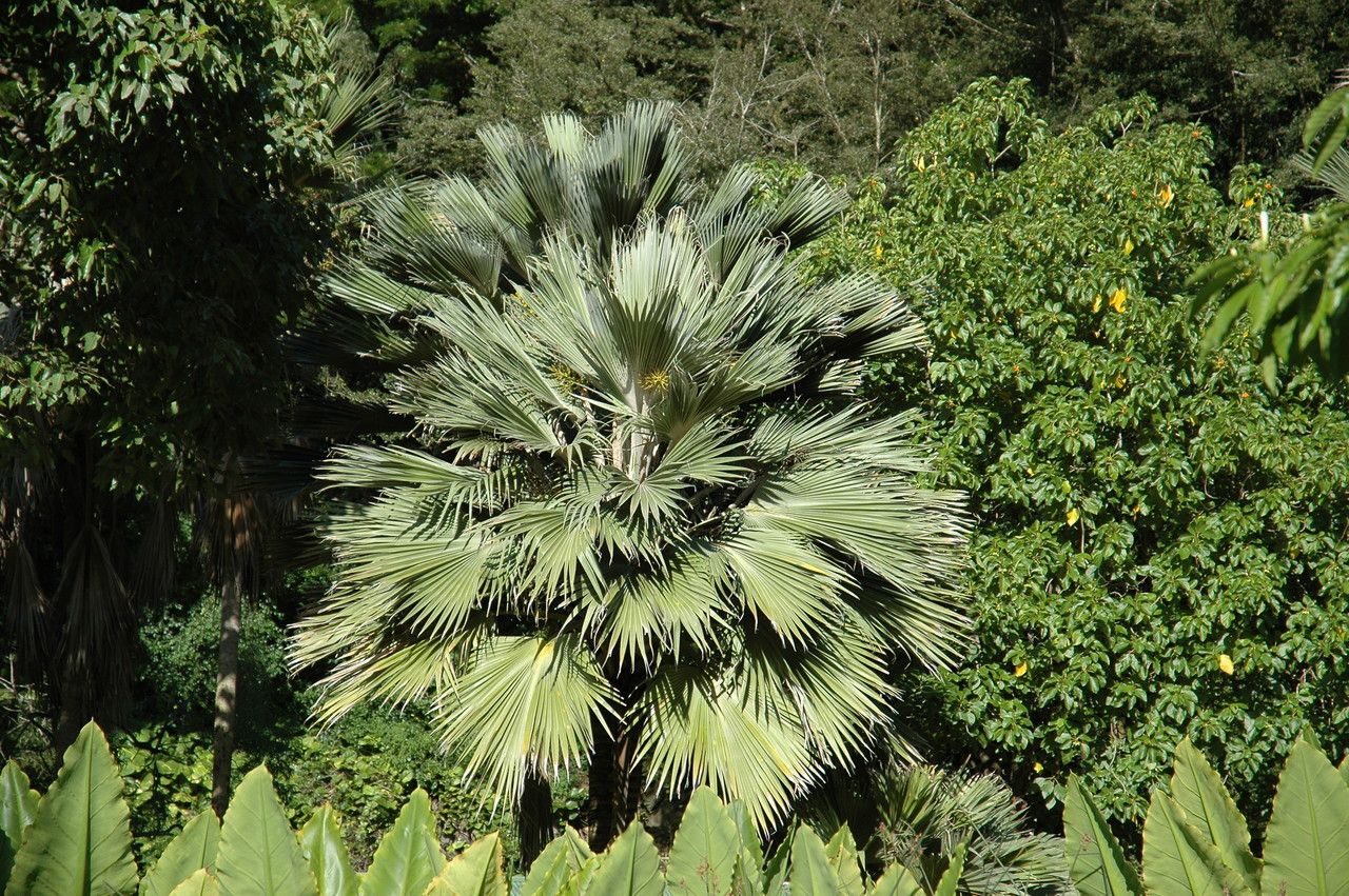 Pritchardia hillebrandii leaf