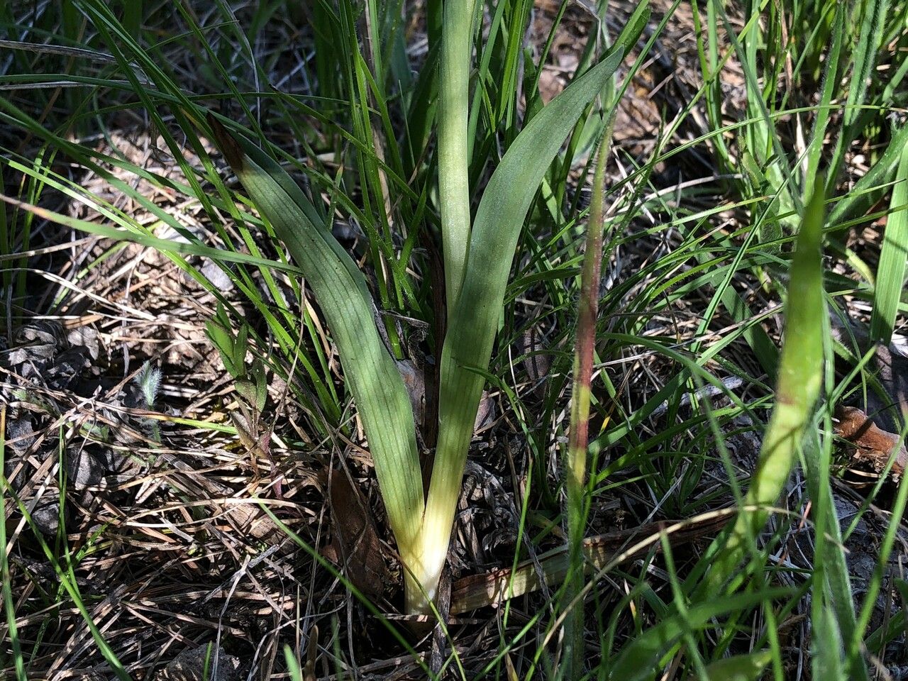 Neotinea ustulata — search result for 'Central and southern Europe'