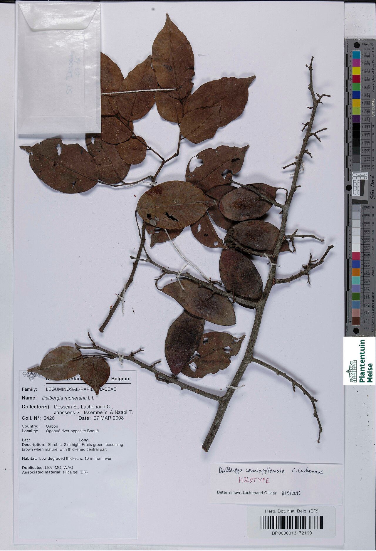 Dalbergia semiapplanata — houseplant care guide