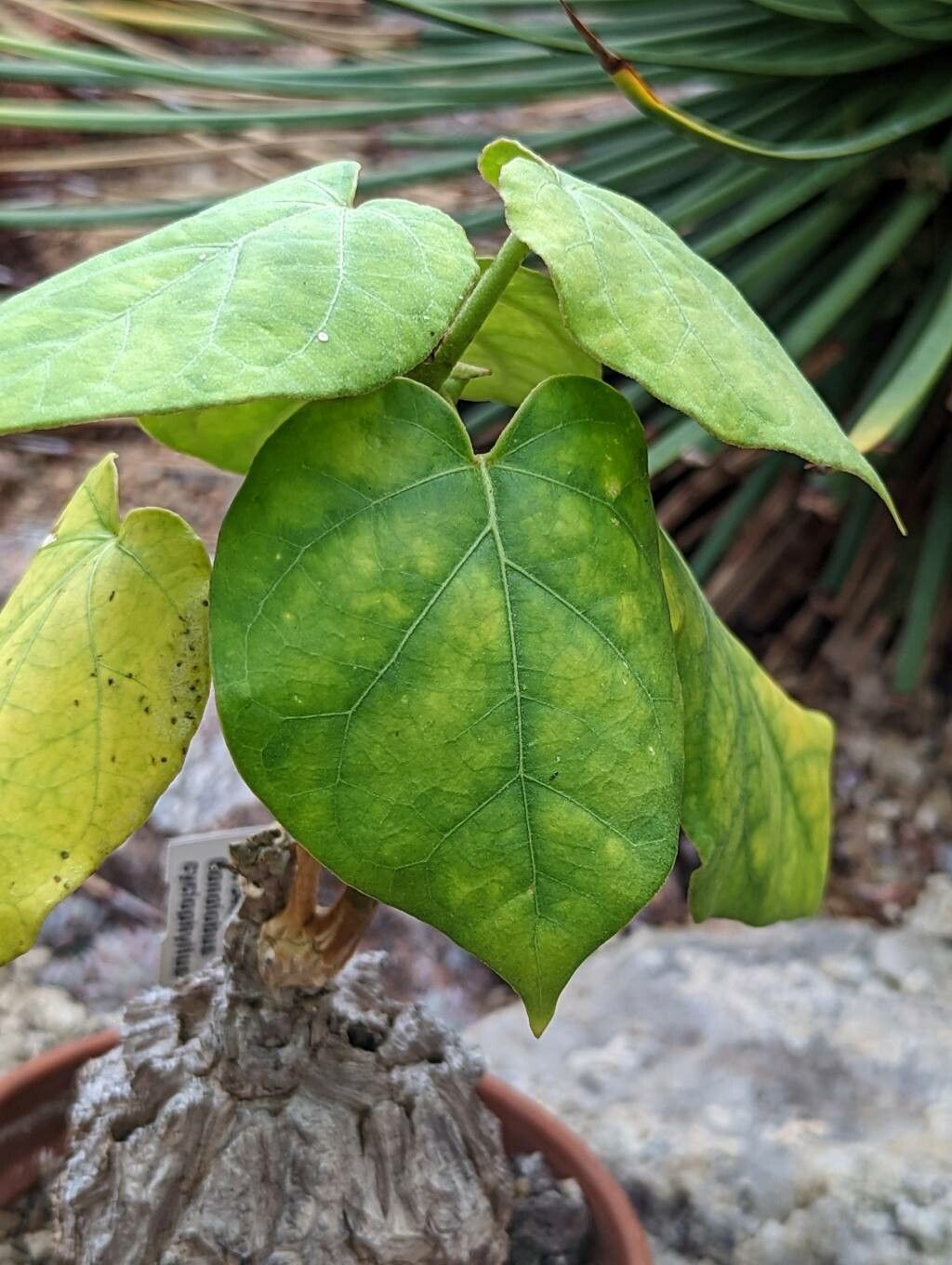 Matelea cyclophylla — related species from the same genus