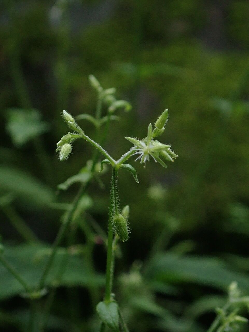 Stellaria williamsiana habit