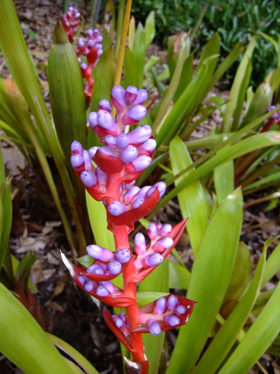 Aechmea weilbachii fruit