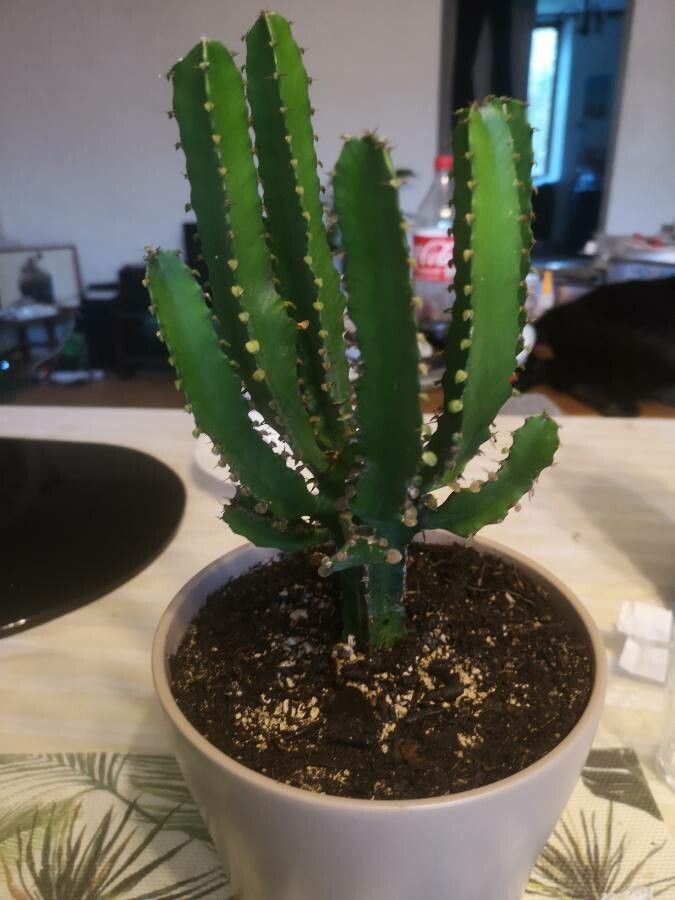 Euphorbia triangularis — search result for 'Euphorbia'