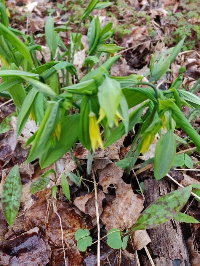 Uvularia perfoliata flower