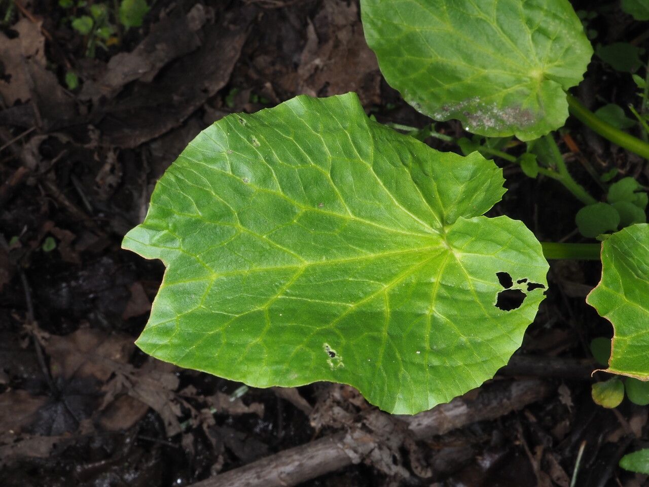Caltha leptosepala leaf