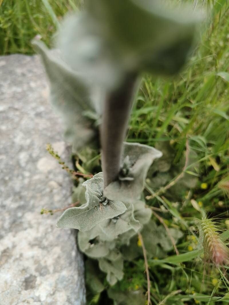 Verbascum nobile leaf