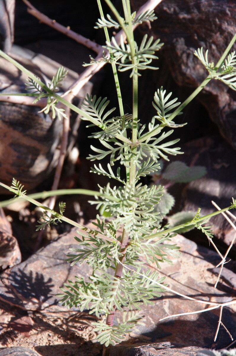 Lavandula coronopifolia — search result for 'Lavandula'