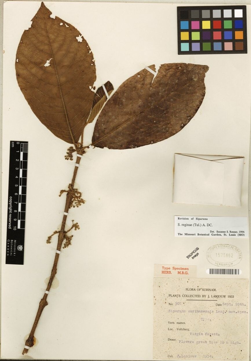 Siparuna reginae other