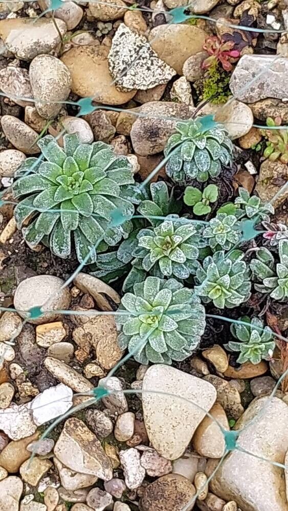 Saxifraga × lhommei — houseplant care guide