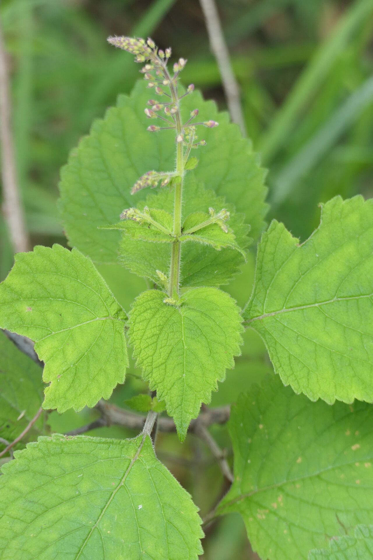 Plectranthus grallatus habit