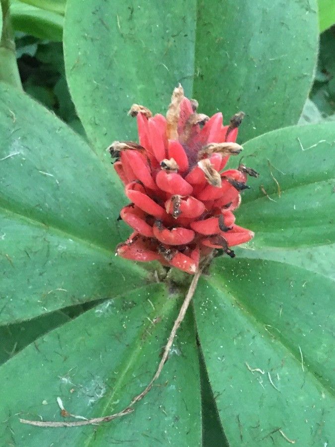 Costus osae flower
