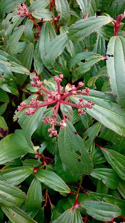 Viburnum davidii flower