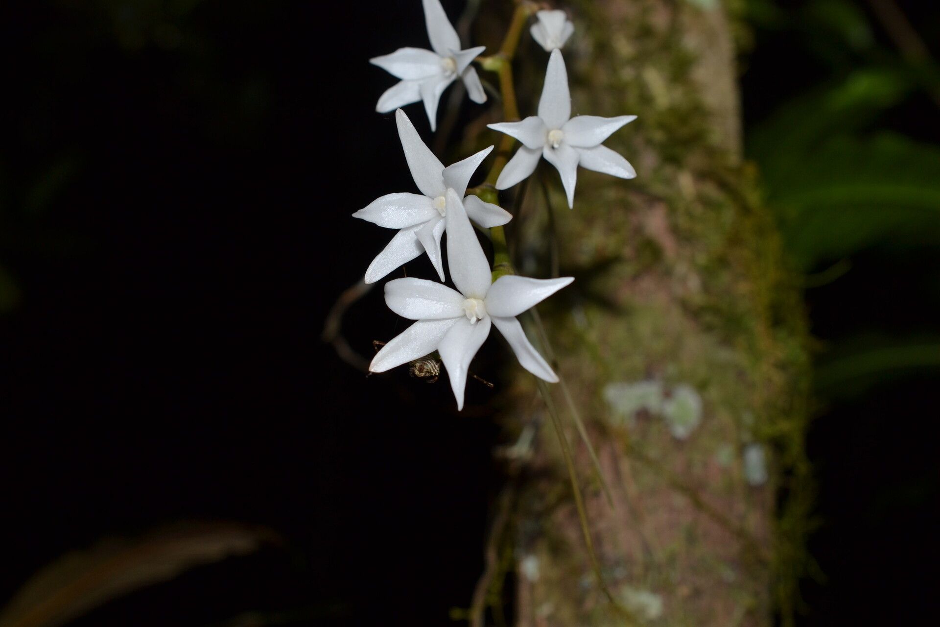Aerangis articulata — related species from the same genus