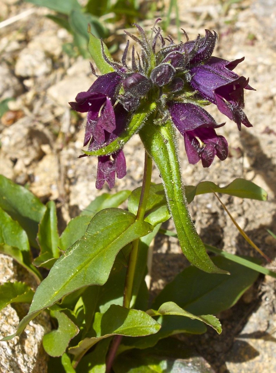 Penstemon whippleanus habit