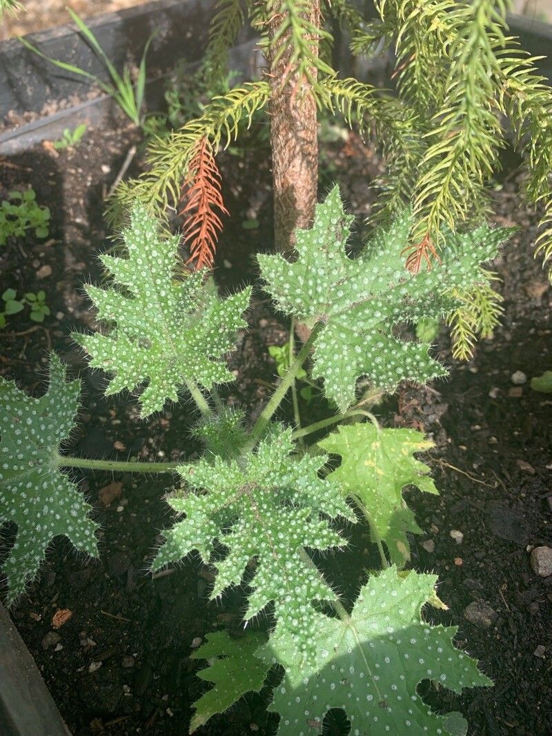 Cnidoscolus angustidens leaf