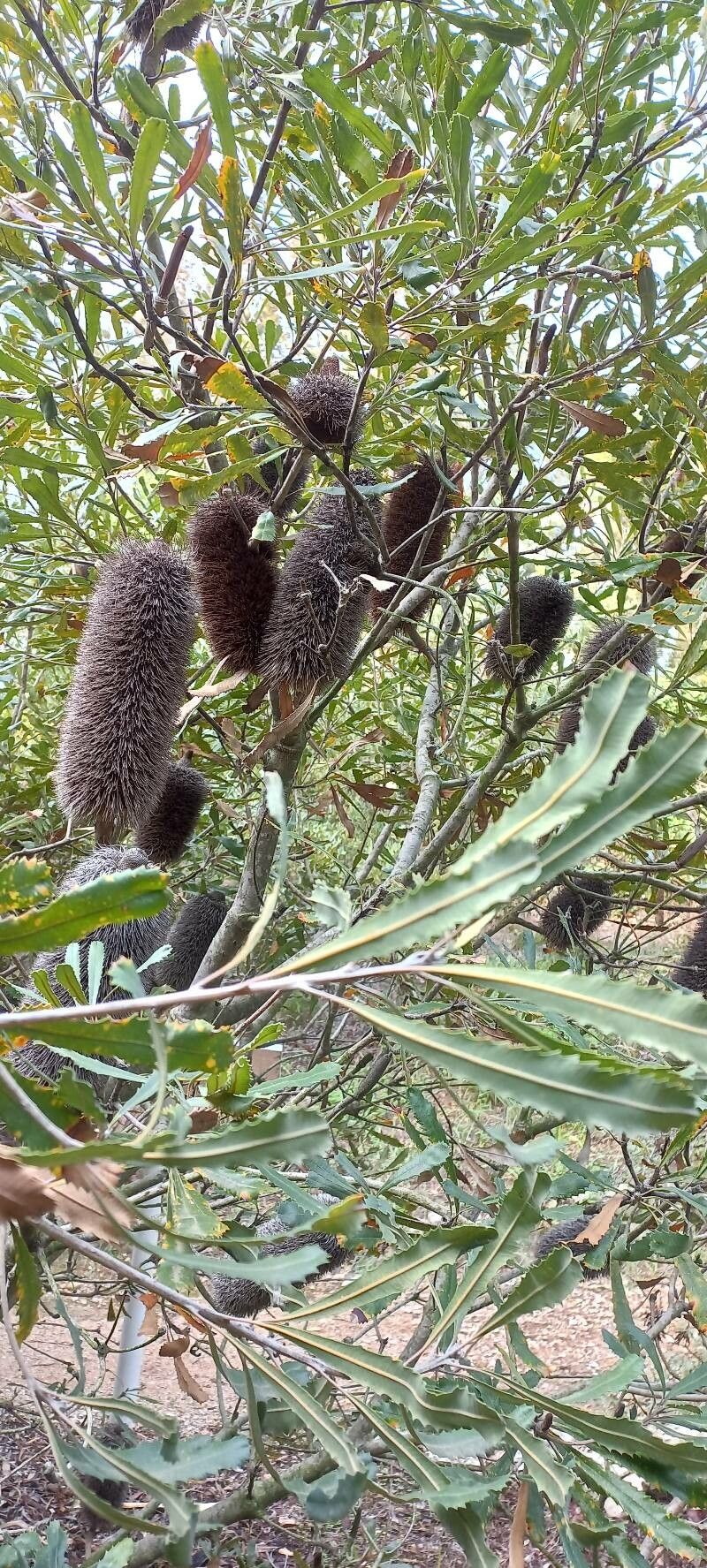 Banksia media — search result for 'Proteaceae'