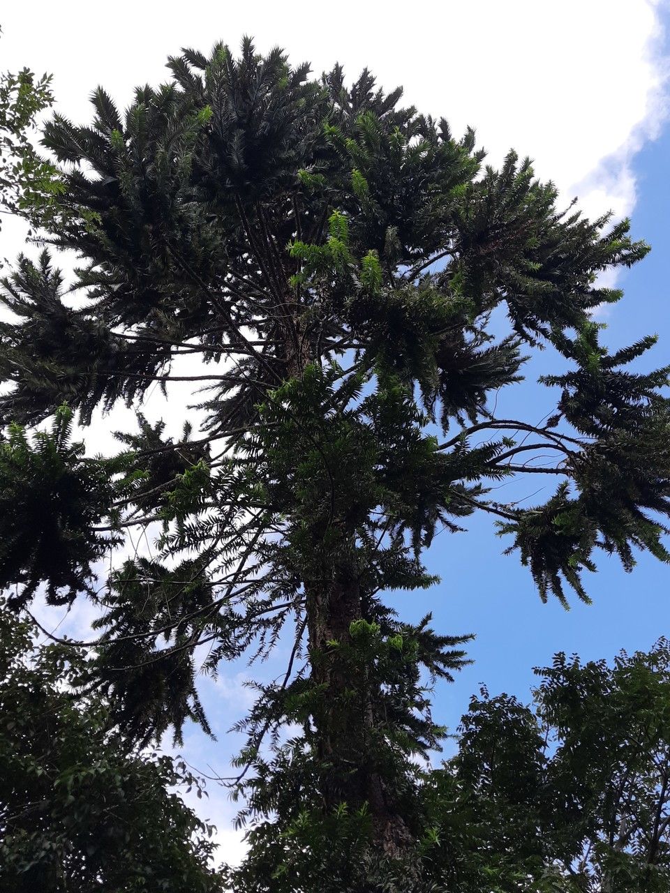 Araucaria hunsteinii habit