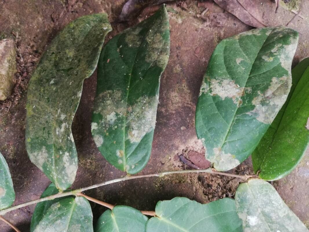 Cleistanthus caudatus — related species from the same genus